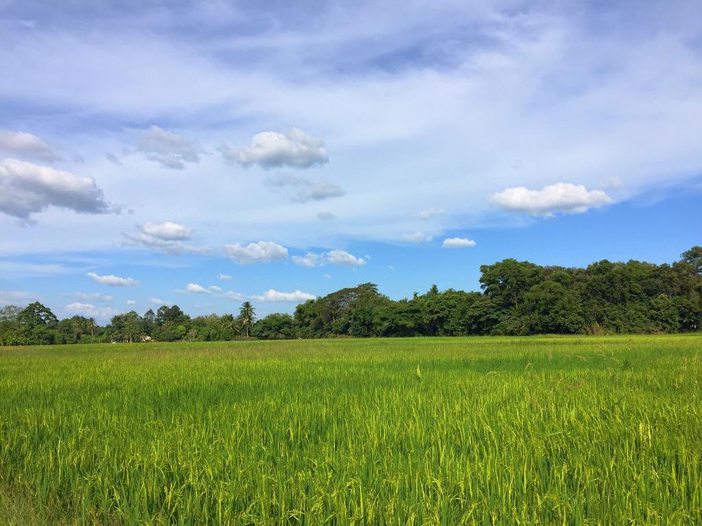 Kejora Homestay Kangar Exteriör bild